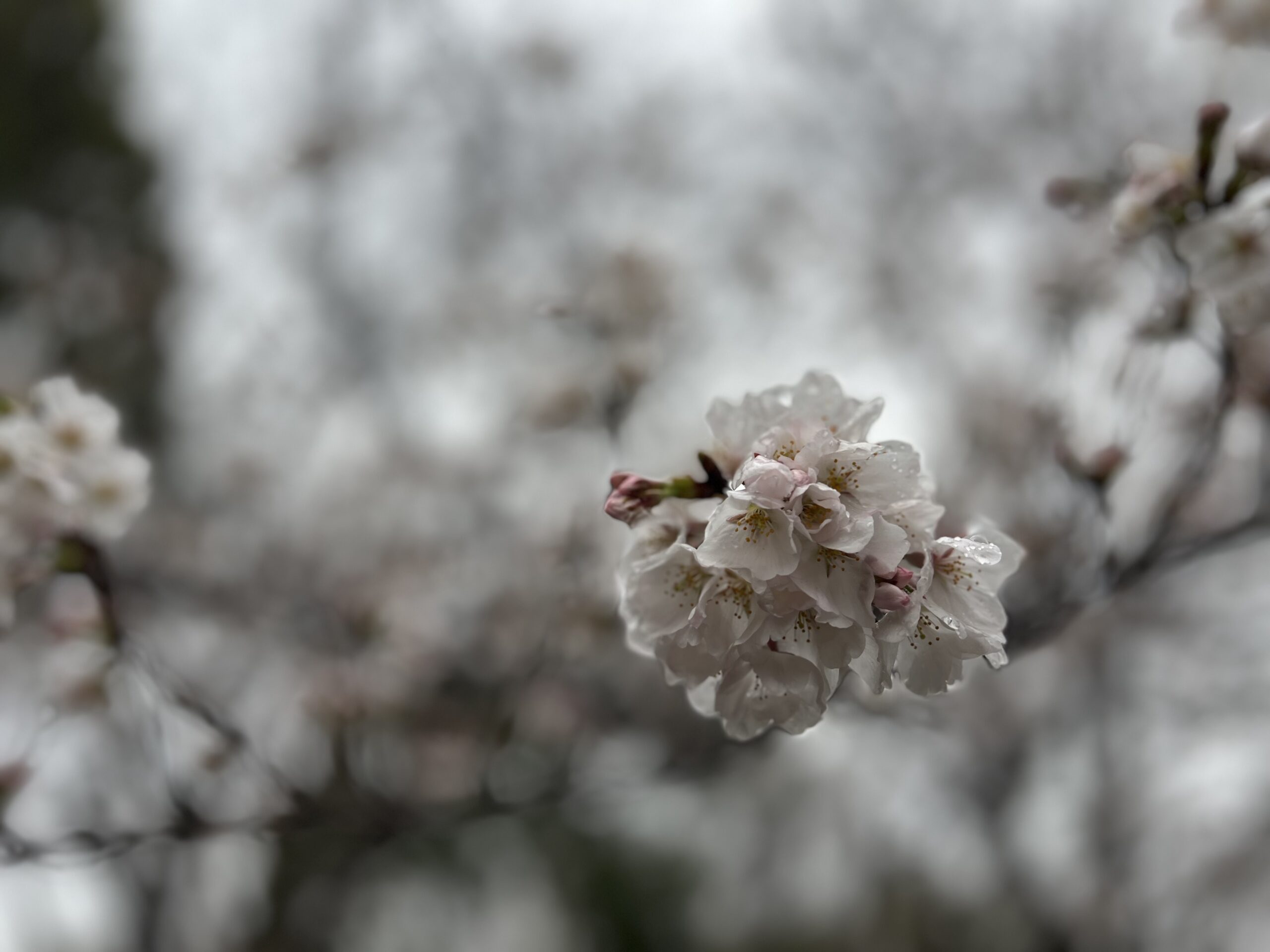 催花雨-pluie de fleurs | 解剖学・神経科学研究室（武井研究室）